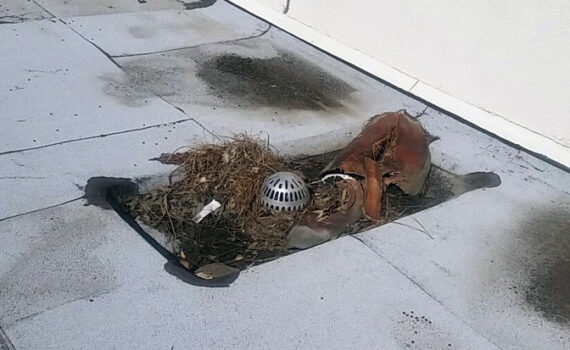 Clogged commercial roof drain
